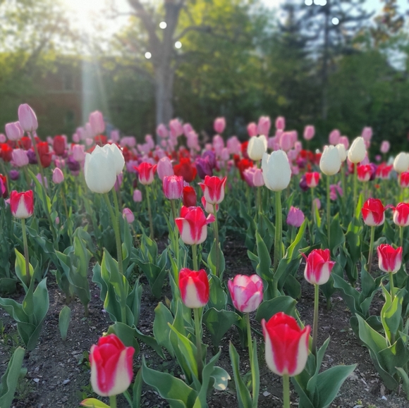 Meet your Posher, Sydney - Picture 1 of 1